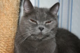 Кошка,_котенок,_п