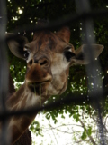 giraffe,_жираф,_Моск