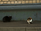 москва_кот_кошка