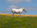 лошадь,_белая,_ма
