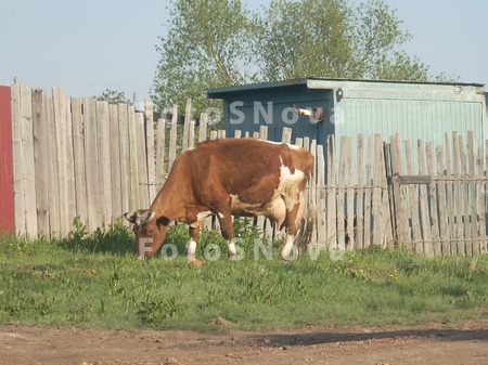 корова,_порода,_ж