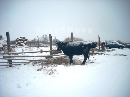 корова,_бык,_зима