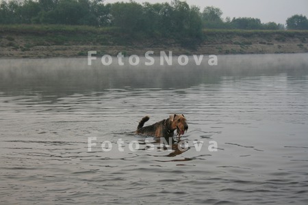 Собаки,_река,_вод