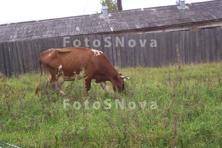 Пастбище,_корова
