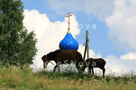 Пастбище,_лошадь