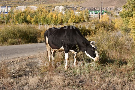 забайкалье,_коро