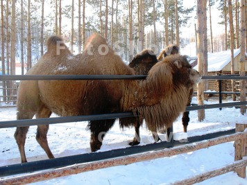 верблюд,зима,сне