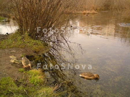 Утки,_трава_зелё