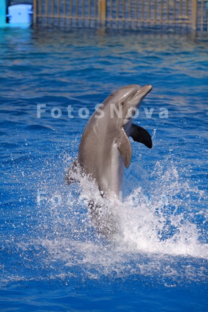 дельфин,_млекопи