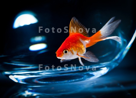 animals_goldfish_fish_aquarium