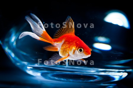 animals_goldfish_fish_aquarium
