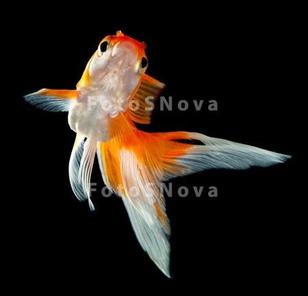 animals_goldfish_fish_water_pe