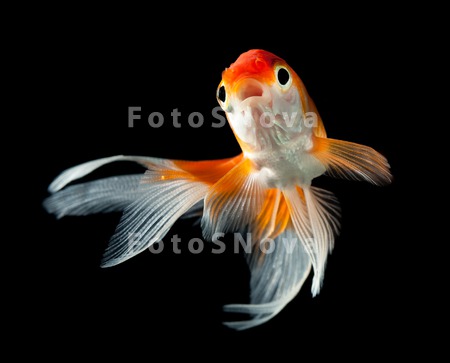 animals_goldfish_fish_water_pe