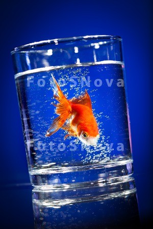 animals_goldfish_fish_glass_bu