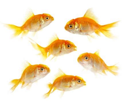 pets_goldfish_fish_gold_water_