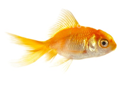 pets_goldfish_fish_gold_water_