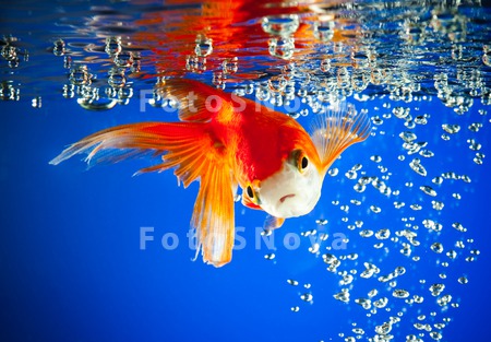 goldfish_gold_blue_fish_water_