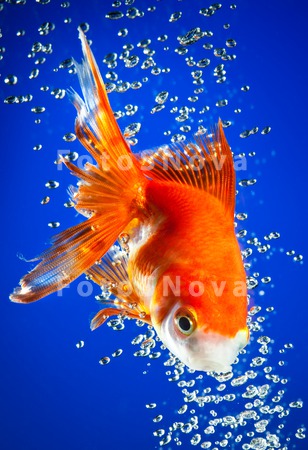 goldfish_gold_blue_fish_water_