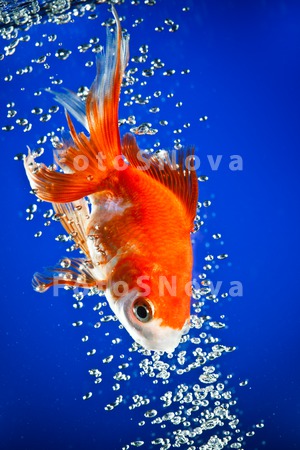 goldfish_gold_blue_fish_water_