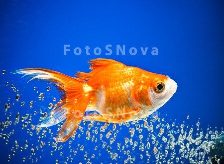 goldfish_gold_blue_fish_water_