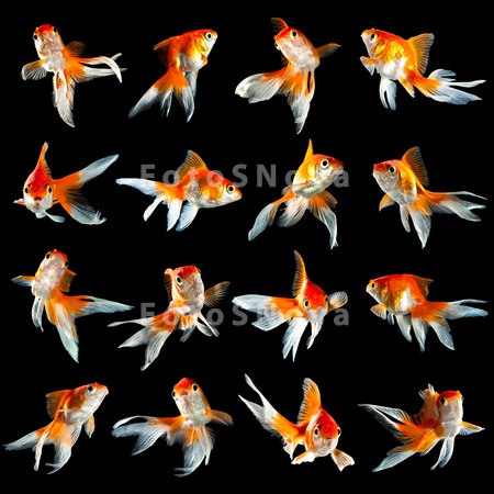 animals_goldfish_fish_water_pe