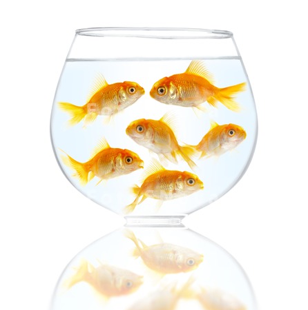 animals_goldfish_fish_pets_gol