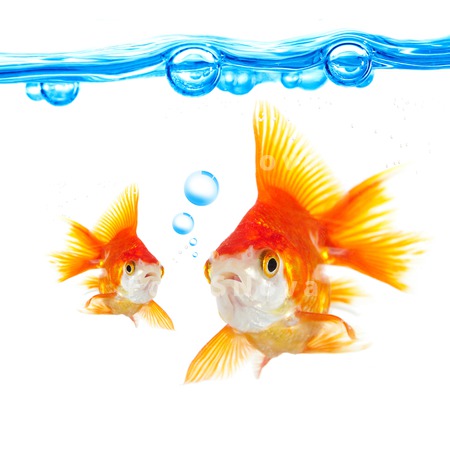 animals_goldfish_fish_swimming