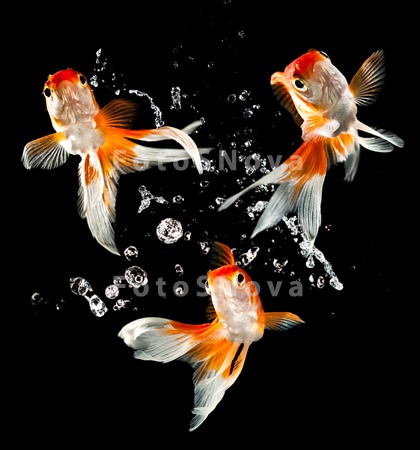 goldfish_jumping_fish_animals_