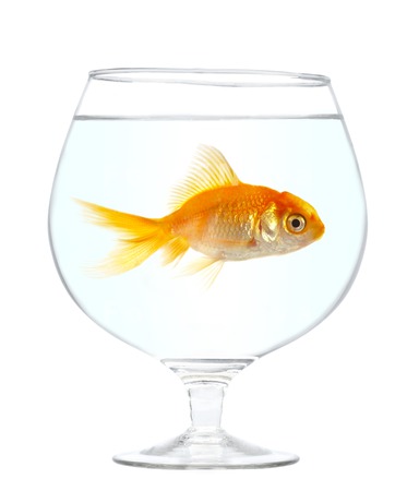 animals_goldfish_fish_pets_gol