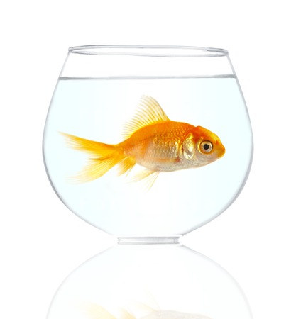 animals_goldfish_fish_pets_gol