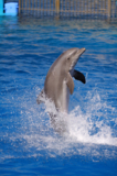 дельфин,_млекопи