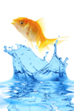 water_goldfish_fish_nature_ani