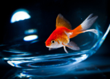 animals_goldfish_fish_aquarium