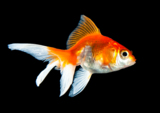 animals_goldfish_fish_water_pe