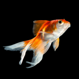 animals_goldfish_fish_water_pe