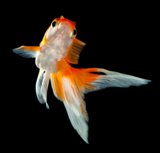 animals_goldfish_fish_water_pe