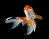 animals_goldfish_fish_water_pe