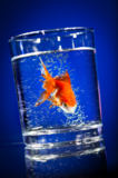 animals_goldfish_fish_glass_bu