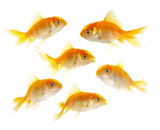 pets_goldfish_fish_gold_water_