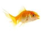 pets_goldfish_fish_gold_water_