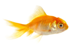 pets_goldfish_fish_gold_water_