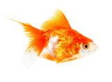 pets_goldfish_fish_gold_water_