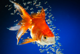 goldfish_gold_blue_fish_water_