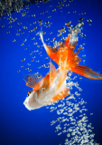 goldfish_gold_blue_fish_water_