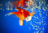 goldfish_gold_blue_fish_water_