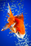 goldfish_gold_blue_fish_water_