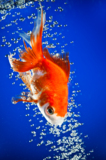 goldfish_gold_blue_fish_water_