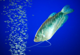 gourami_blue_fish_water_bubble