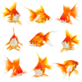 pets_goldfish_fish_gold_water_