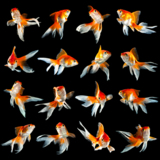 animals_goldfish_fish_water_pe